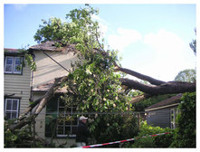 Emergency Tree Works, Brookmans Park, Hatfield, Herts