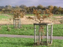 Tree Planting, Hatfield, Hertfordshire