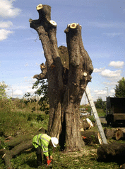 Tree Removals,m Harpenden, hertfordshire