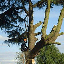 Tree Removal, Potters Bar, Herts