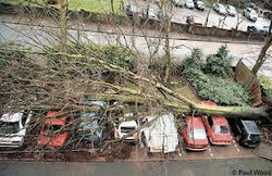 Emergency Tree Works, Hatfield, Herts