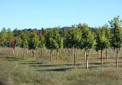 Tree Planting, Knebworth, Herts