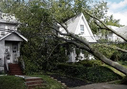 Emergency Tree Removals, Welwyn Garden City, Herts