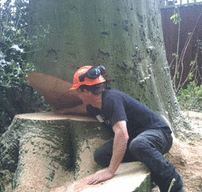Tree Removals, Hertford, Herts
