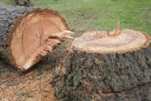 Tree Stump Removals, Ware, Herts