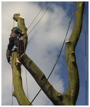 Tree Removals, Hitchin, Herts