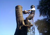 Tree Removals, Brookmans Park, Hatfield, Herts