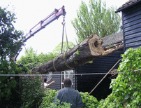 Emergency Tree Services, Baldock, Herts