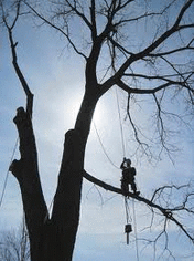 Tree Removals, Stevenage, Herts