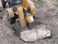 Stump removals, Cheshunt, Herts