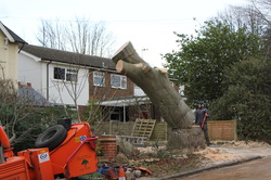 Tree Removals, Saffron Walden, Essex