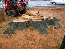 Tree Stump Removal, Hitchin, Herts