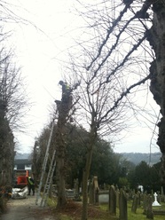 Tree Pruning, Cheshunt, Herts